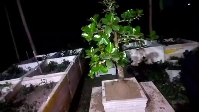 Ficus Microcarpa Bonsai Pruning And Ripoting chinese microcarpa смотреть онлайн