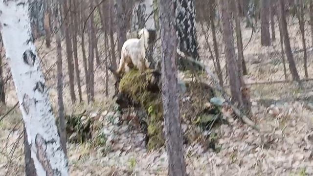 Утренняя разминка в лесу смотреть онлайн