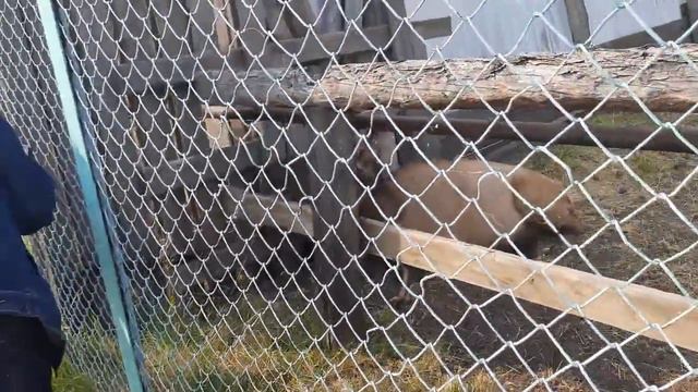 Якутск. Зоопарк Орто Дойду .Часть 2. смотреть онлайн