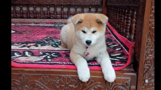 ITLAR BOZORI ONLINE | ИТЛАР БОЗОРИ ОНЛАЙН 2021🇺🇿