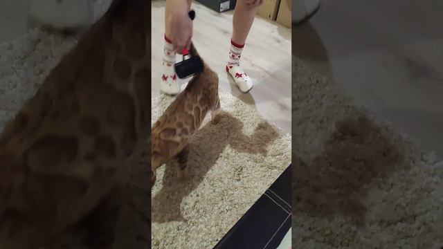 Бенгальская кошка. Вечерние процедуры! 😁 Ноябрь 2022г.