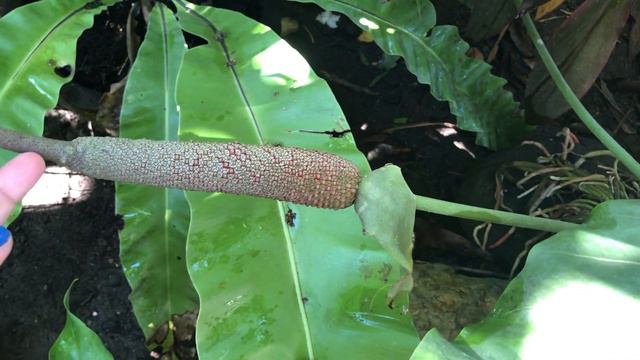 Outdoor plants collection | Caladium Family, Giant melalonie, Monstera, Ring of fire and more смотреть онлайн