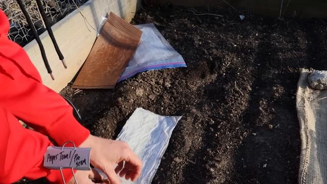 Tricks for Sowing Carrots- Improve Germination & Spacing смотреть онлайн