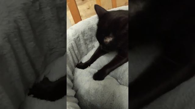 Чёрный кот Джаз смотреть онлайн