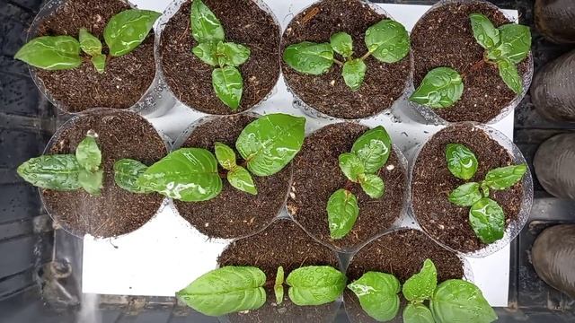 Фуксия. Правила укоренения черенков в грунт смотреть онлайн