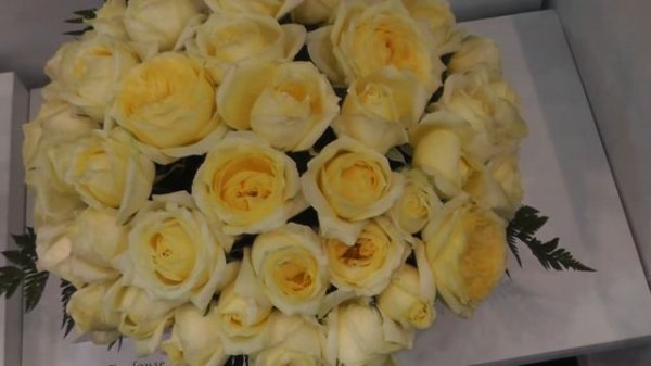 Toulouse Lautrec Garden Roses