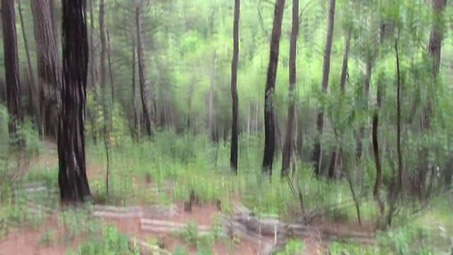 Утренняя прогулка по лесу. смотреть онлайн