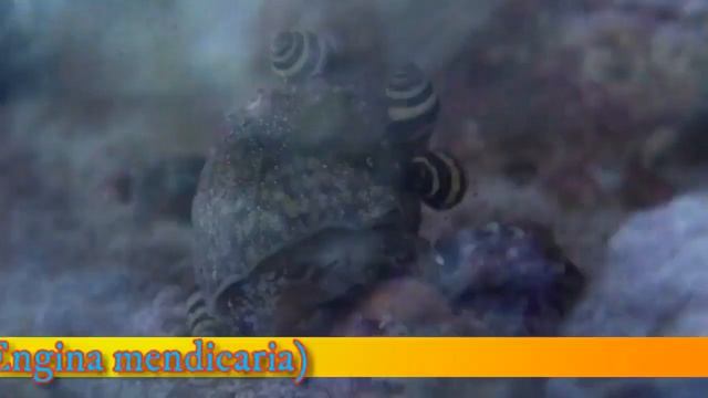 Чистильщики, часть 2: улитки-водорослееды трохус нилотикус, шмель смотреть онлайн