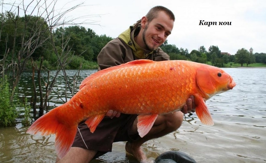 322.Трофеи 104.mp4 смотреть онлайн