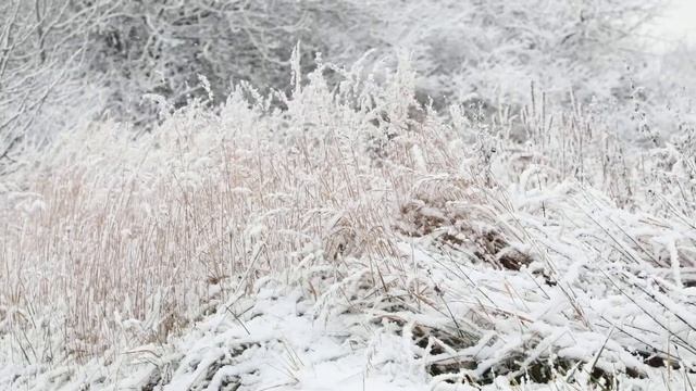 Природа. Зимнее поле. Чистота. Несколько секунд настроения без суеты в ленту. С наступающим 2021 ТД смотреть онлайн