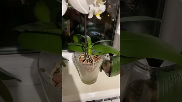 Первое домашнее цветение моих фаленопсисов смотреть онлайн
