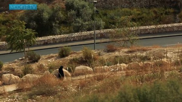 ИЕРЕМИЯ. Пророки