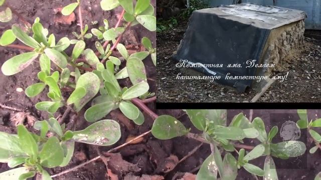 ПОРТУЛАК ОГОРОДНЫЙ СОРНЯК! НО Я ЕГО ПРИВЕТСТВУЮ! смотреть онлайн