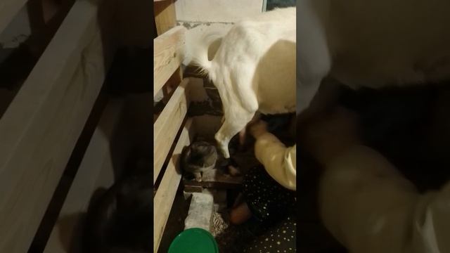Ежедневная жизнь коз в козьем коттедже. смотреть онлайн