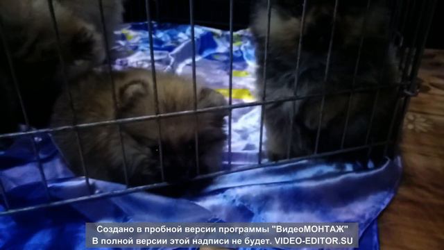 Шпицы ищут новых хозяев. смотреть онлайн