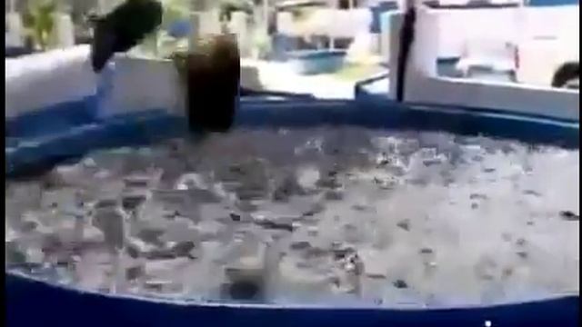Как кормят рыбу в Китаи смотреть онлайн