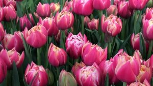 Выгонка тюльпанов.Сорт Columbus (сорт Колумбус)