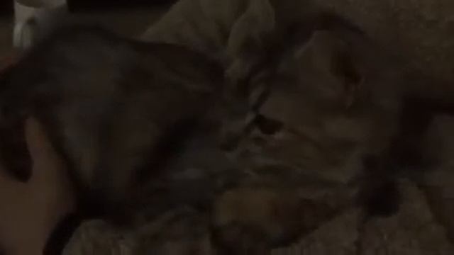 УЧИМ КОШКУ ЛОВИТЬ МЫШЕЙ))) смотреть онлайн