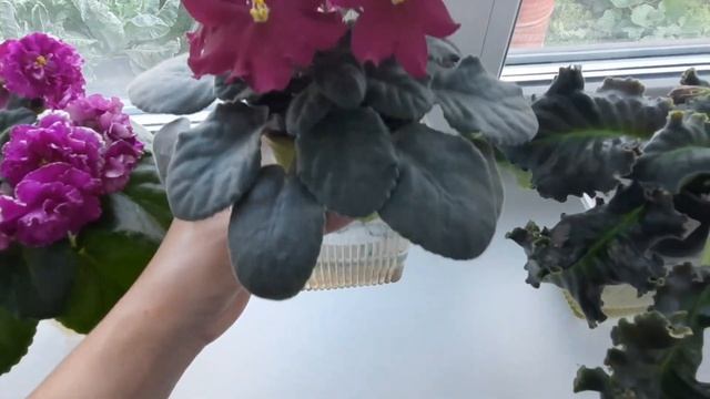 Цветущие ФИАЛКИ на моем окне. Обзор фиалок. смотреть онлайн