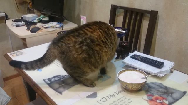 Джойка ворует йогурт