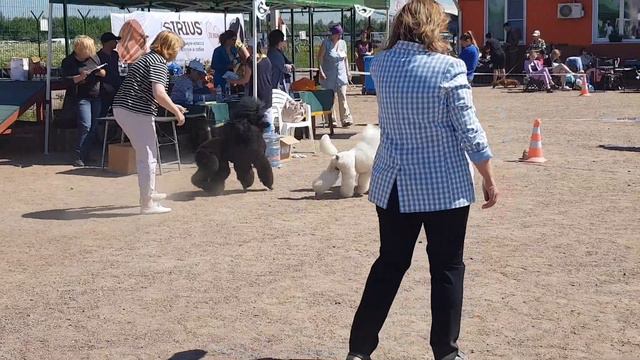 18.06.23 монопородка пудель Санкт Петербург БИС смотреть онлайн