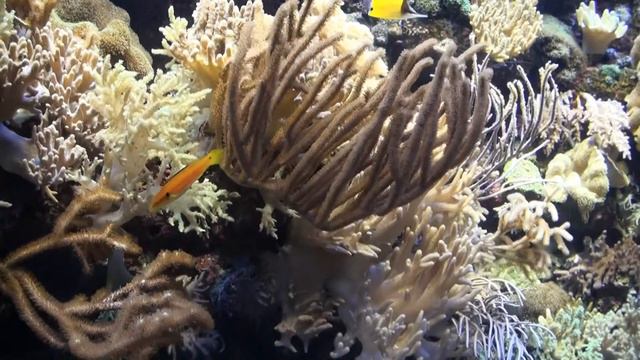 Чудеса океана (wonders of the ocean) смотреть онлайн