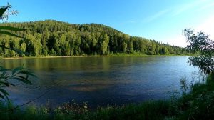 Тихий вечер у реки звуки вечернего леса пение птиц хорошее настроение
