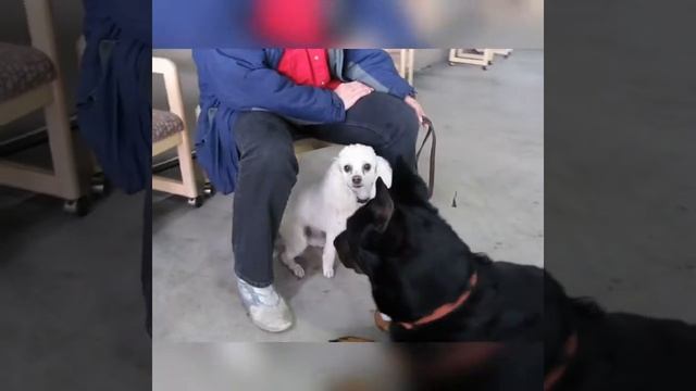 Boseron( Босерон или Французская овчарка) смотреть онлайн