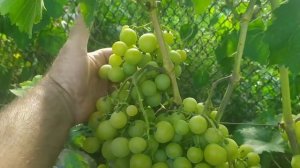 Первое созревание. Виноград Прима Украины.