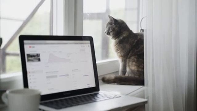 The cat meows. Cat meowing sound. Kitty meows. Animal sounds. Live sound. Hi, neighbor смотреть онлайн