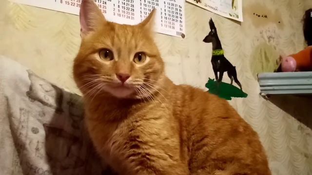 Где моё ухо? Кто его сожрал? (Amur cat) говорящий кот|CatVlog смотреть онлайн