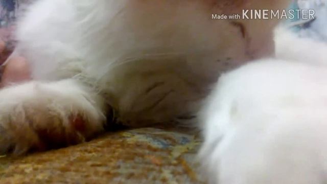 Мой любимый белый котик ???