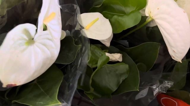 Цветочный Мики Маус!!! ?Просто Бомба!!!??? смотреть онлайн