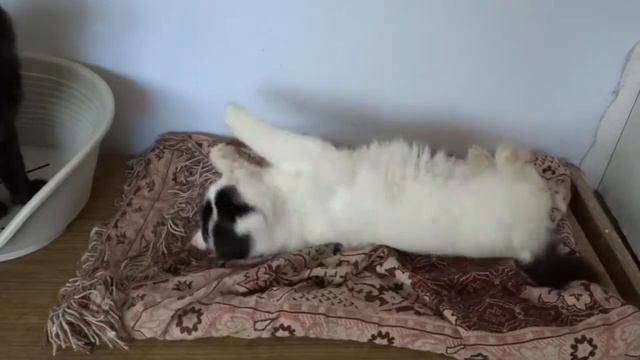 Нарцисс. Позитивный и ласковый котик смотреть онлайн