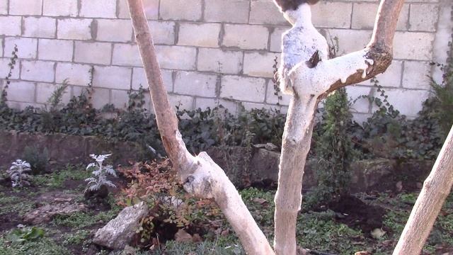 ДЛЯ ЧЕГО НУЖНА ПОБЕЛКА ДЕРЕВЬЕВ ОСЕНЬЮ!? смотреть онлайн