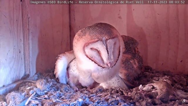 П'ЯТЬ СОВЕНЯТ. СИПУХА. РІТ-ВЕЛЛ. ІСПАНІЯ 17-11-23-BARN OWL. RESERVA RIET VELL DELTA DEL EBRO SPAIN