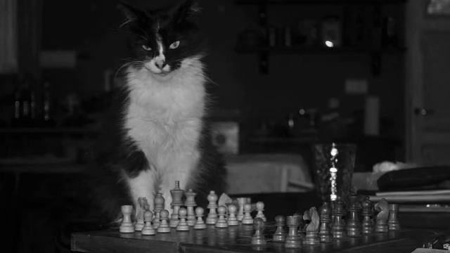 Felidae // Neofelis смотреть онлайн