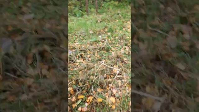 KAYO predator 110 лесные прогулки, советы начинающим гонщикам смотреть онлайн