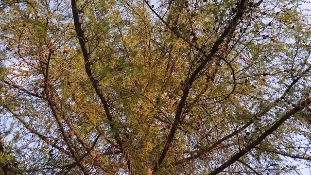 Как выглядит Лиственница Сибирская? смотреть онлайн