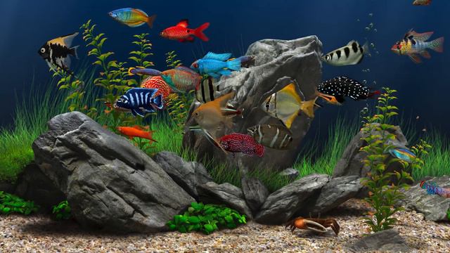 Dream Aquarium All Fish With Music