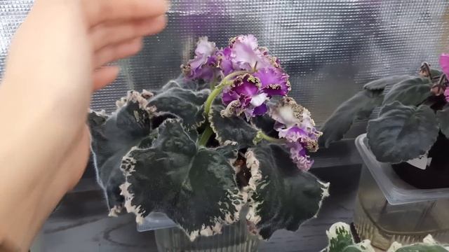 Обзор цветущих фиалок в моей цветочной комнате. 19 Августа 2022. смотреть онлайн
