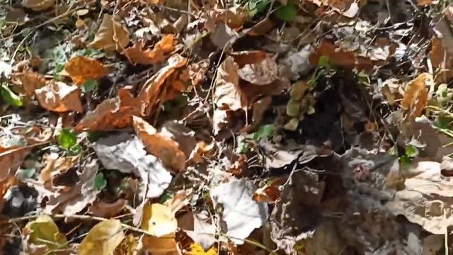 Подосиновик в октябре смотреть онлайн