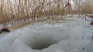 Ловля карася зимой на мормышку. Снасть, мормышки и техника ловли. Советы и секреты ловля карася.