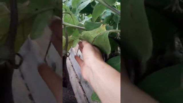 Баклажаны "Король севера" смотреть онлайн