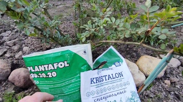 Первая листовая подкормка роз?Силиплант для укрепления листовой пластины. смотреть онлайн