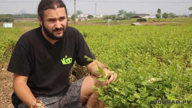 Плантации Молихуа (жасмина) в провинции Гуанси смотреть онлайн