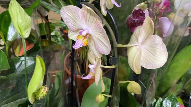 💙💛 Phal. Peaches за 299 грн та інші популярні ОРХІДЕЇ в Сільпо, Київ 12.11.2022 смотреть онлайн