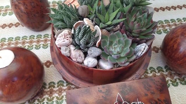 Haworthia Succulent Gifts 2022 // Haworthia Zebra Collection // Great Succulent Gift Ideas
