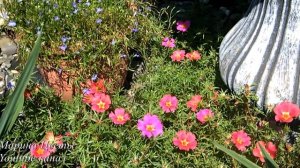 ПОРТУЛАК - ВЫРАЩИВАНИЕ УХОД