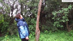 Как РАЗМНОЖИТЬ  СИРЕНЬ, чтобы сохранился сорт. ОСОБЕННОСТЬ  СТАРЫХ  КУСТОВ.